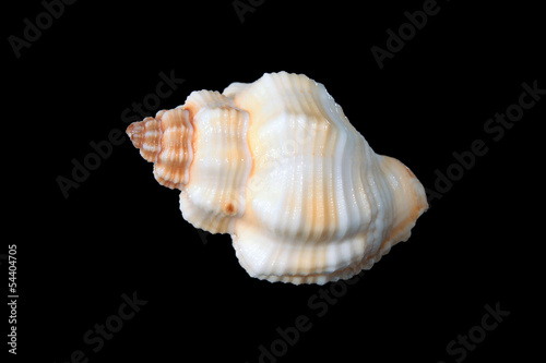 Cantharus erythrostomus sea shell