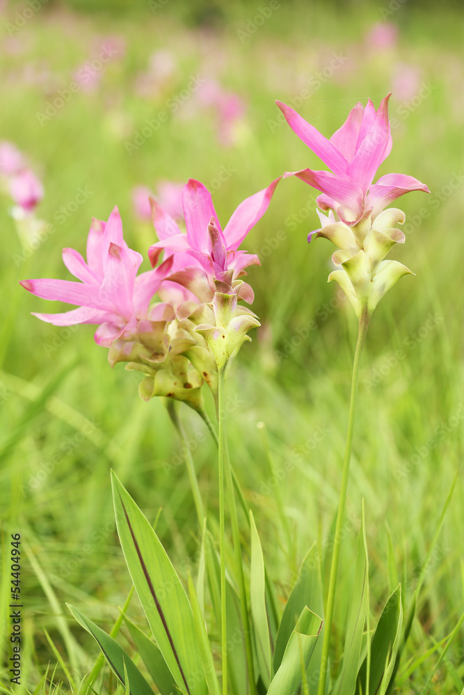 Siam Tulip or Patumma Siam Tulip or Patumma