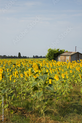 Sunflowers field