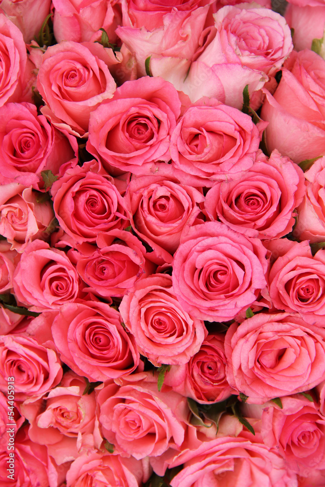 Group of pink roses Group of pink roses