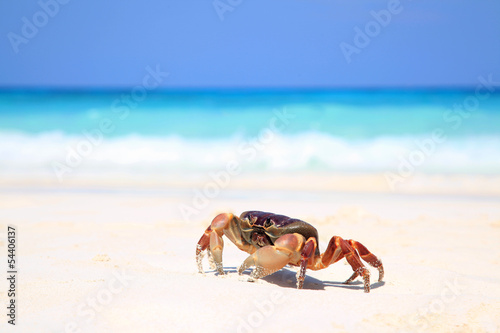 Red crab on beach, Tachai island, Similans