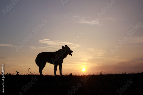 夕日を見つめる犬
