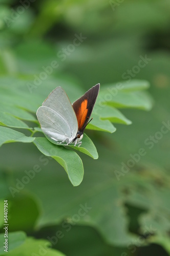 ウラギンシジミ