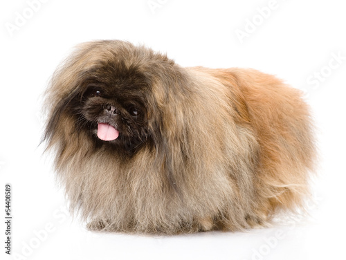 Εκτύπωση καμβά Fluffy Pekingese. isolated on white background