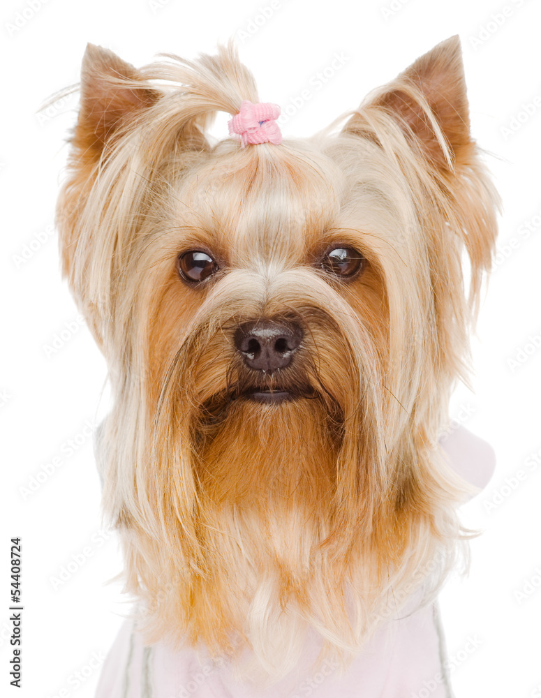 Head Yorkshire Terrier close up. isolated on white background Head Yorkshire Terrier close up. isolated on white background