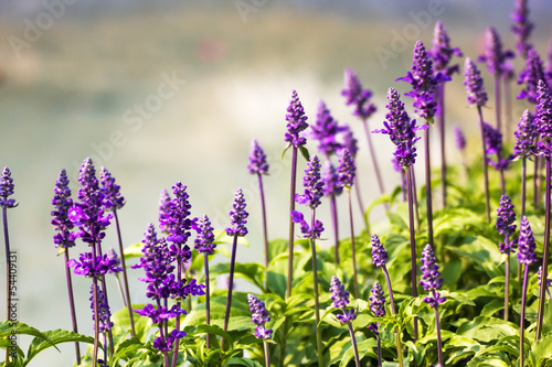 Blue Salvia plant