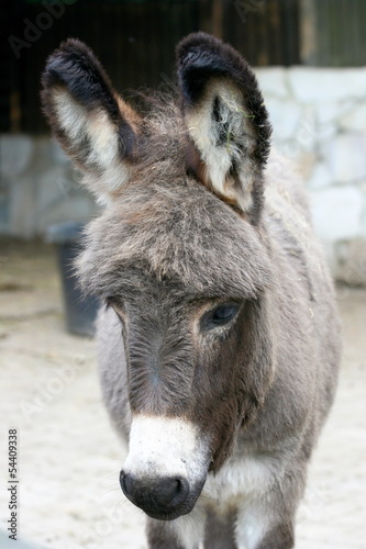 Portrait shot of a grey donkey with a white mouth