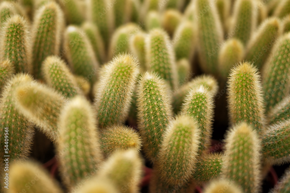 Collection of Cactus Collection of Cactus