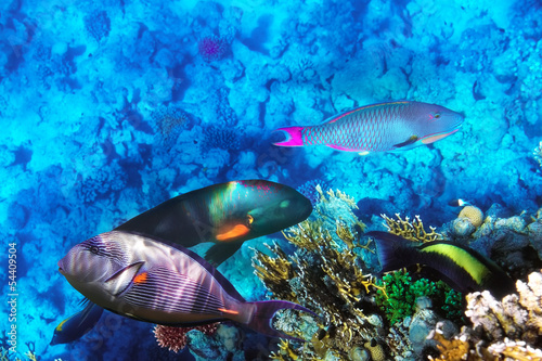Coral and fish in the Red Sea. Egypt  Africa.