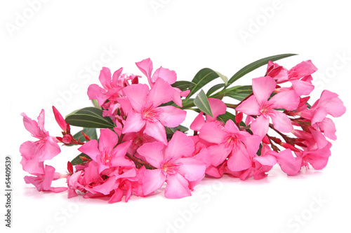 fleurs de laurier rose