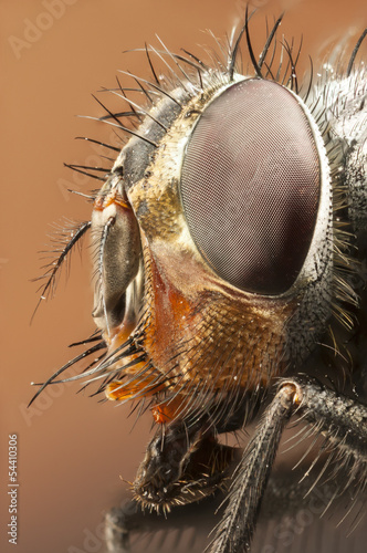 Portrait of a drone-fly