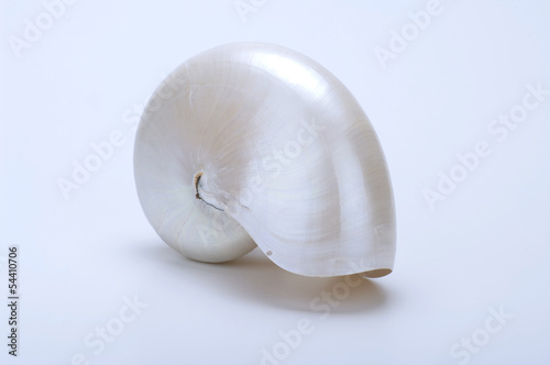 Conchiglia di nautilo su fondo bianco