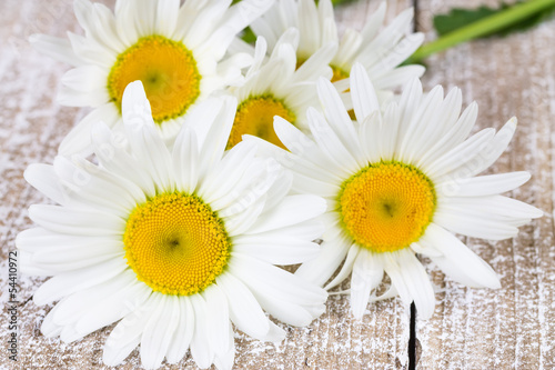 Blooming camomiles on a wooden board