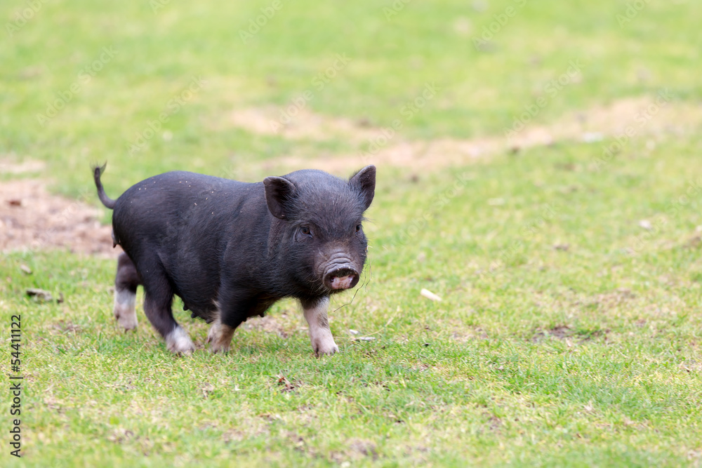 junges Ferkel vom Hängebauchschwein auf grüner Wiese junges Ferkel vom Hängebauchschwein auf grüner Wiese