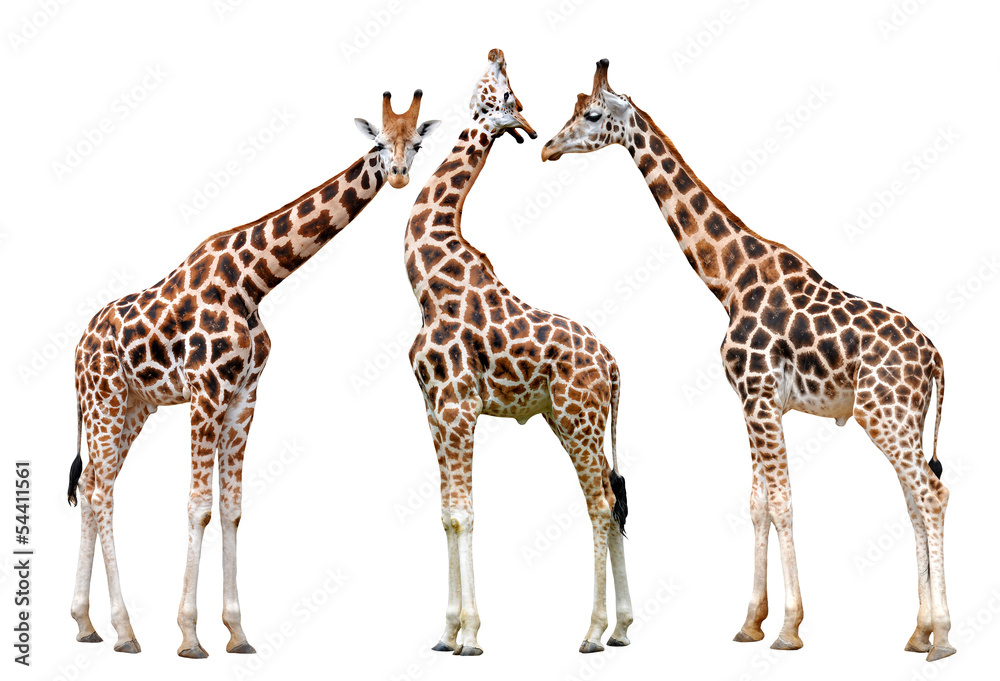 giraffes isolated on white background