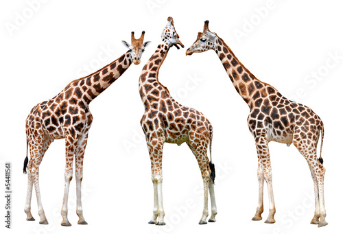 giraffes isolated on white background