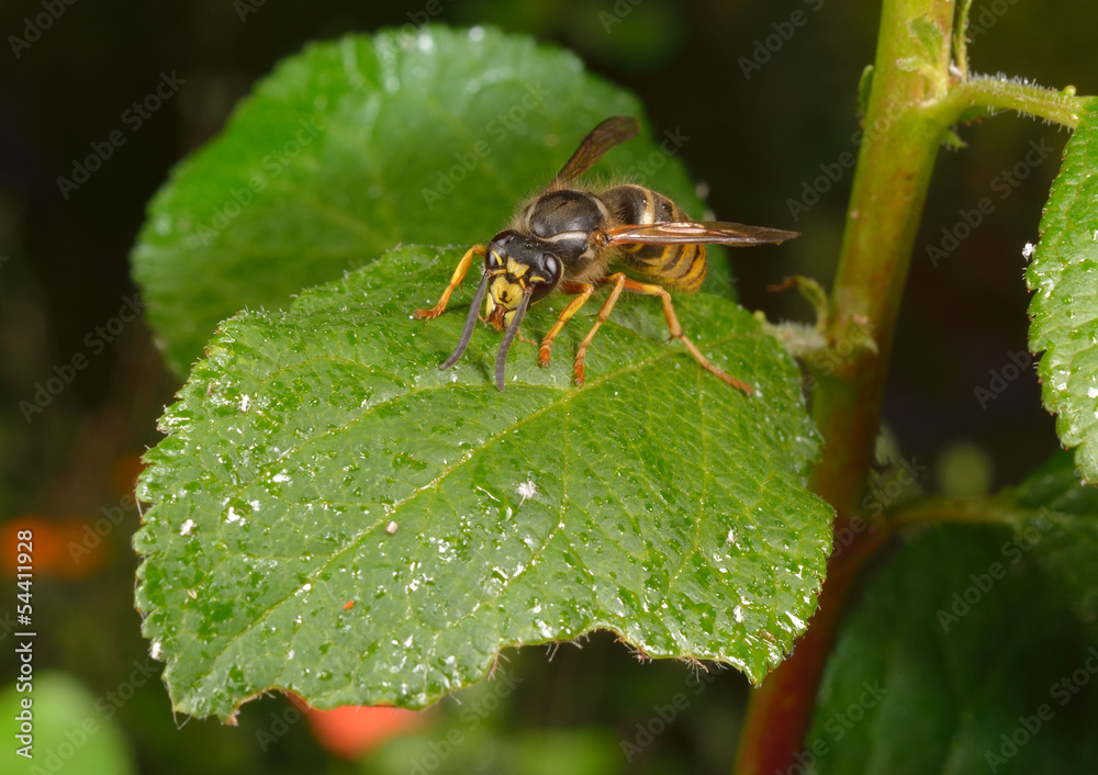 Wespe auf Blatt mit Honigtau Wespe auf Blatt mit Honigtau