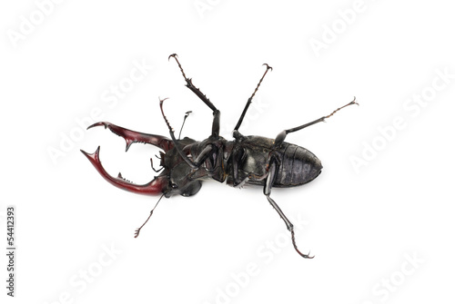Dead brown stag beetle Lucanus cervus