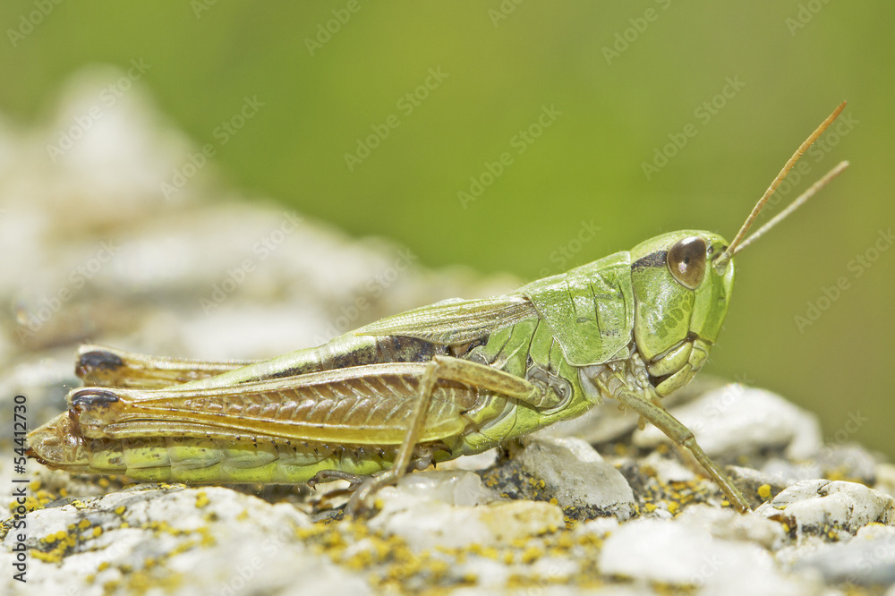 grasshopper on natural background / close-up grasshopper on natural background / close-up