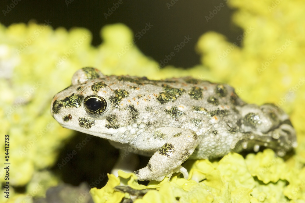 Obraz premium Bufo viridis / an immature of european green toad