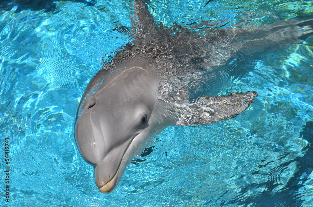 Obraz premium Dolphin swimming in water looking at camera