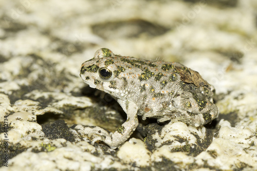 Bufo viridis. An immature of european green toad