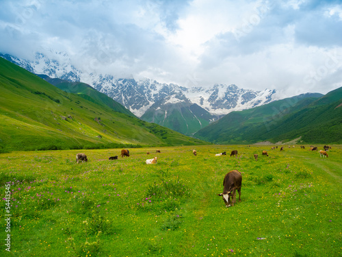 Cows graze in the valley river Enguri in Svaneti