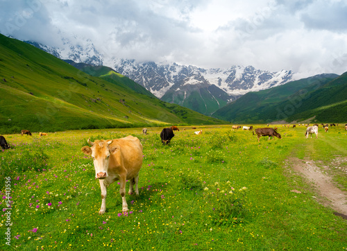 Cows graze in the valley river Enguri in Svaneti