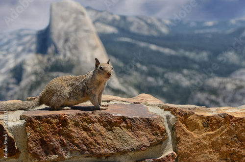 Squirrel in Yosemite