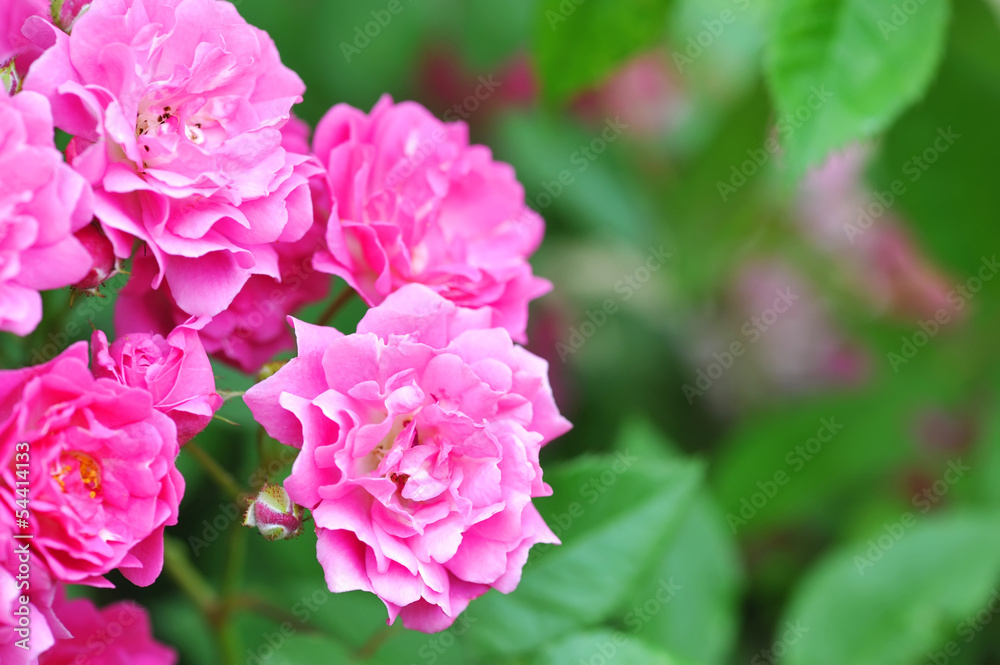 Pink roses are on a natural background