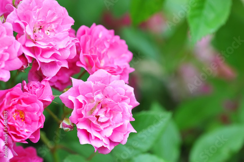 Pink roses are on a natural background