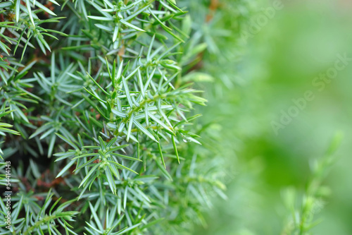 Background of Shrub of Juniper (Juniperus)