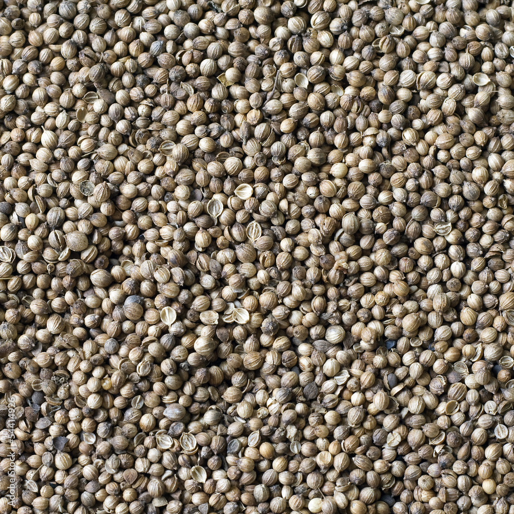 Coriander seeds, spice Coriander seeds, spice