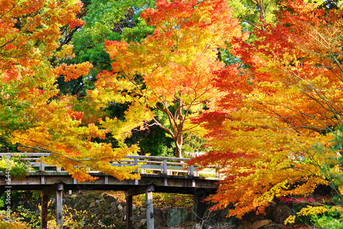 Vászonkép Fall Foliage in Nagoya, Japan