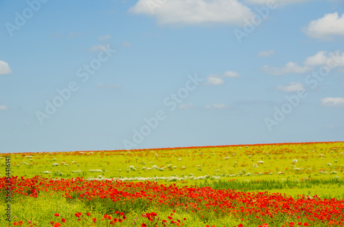 Colorful field