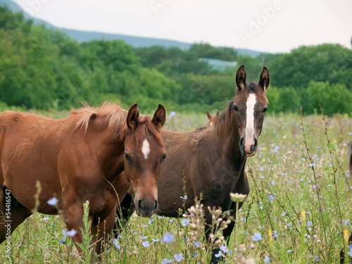 arabian colts in the pasture