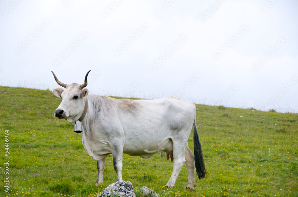 Fonte Vetica, grassy pasture, cows, Abruzzo, Italy Fonte Vetica, grassy pasture, cows, Abruzzo, Italy
