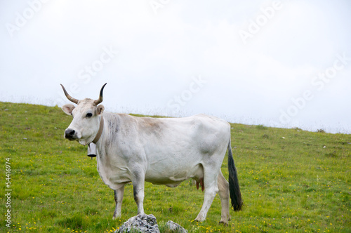 Fonte Vetica, grassy pasture, cows, Abruzzo, Italy