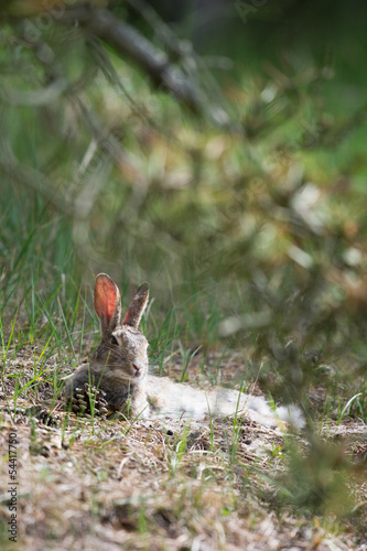 Resting hare in dunes