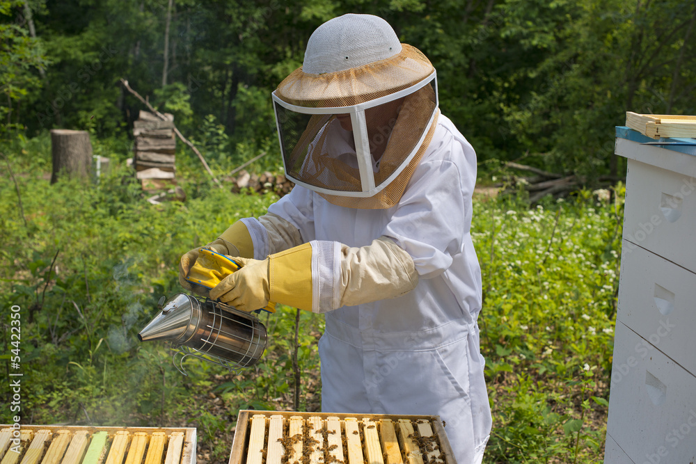 Honey Bees - obrazy, fototapety, plakaty 