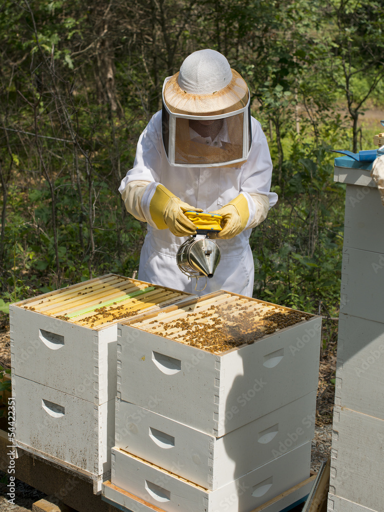 Bee Keeping Bee Keeping