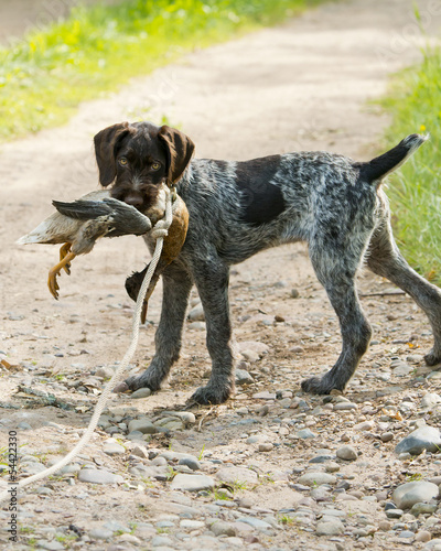 Hunting dog puppy with a duck