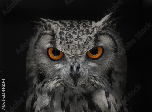 Photography ふくろう