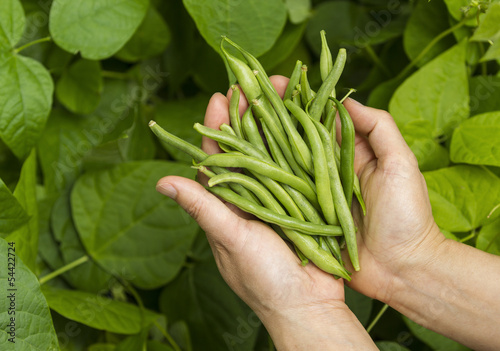 Hands filled with Fresh Green Beans from the Garden photo