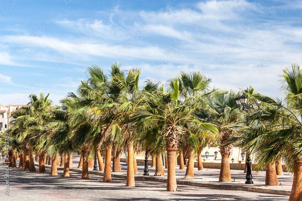 Green beautiful palms tree at blue sky