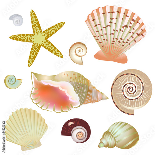set of seashells