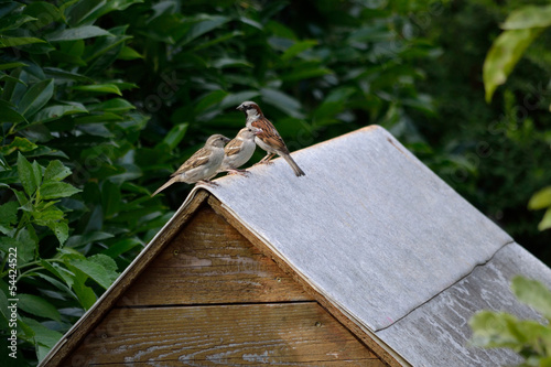 Sperlinge am Dach photo