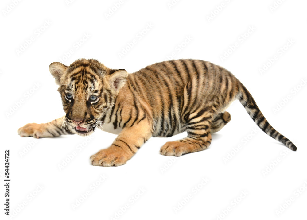Fototapeta premium baby bengal tiger