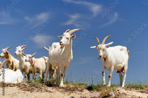 A herd of domestic goats