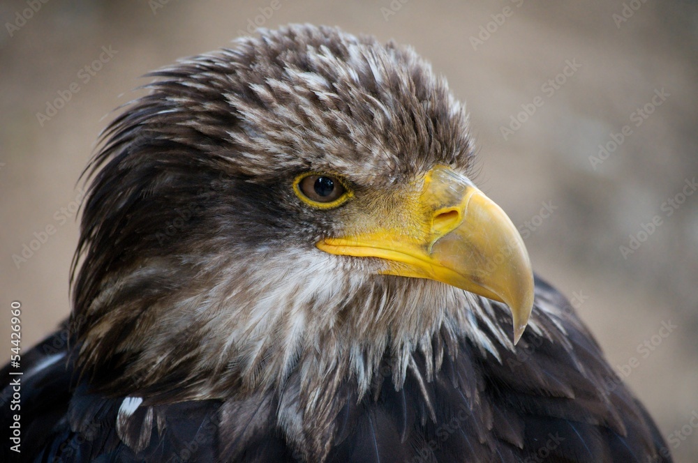 Head of the bald eagle, haliaeetus leucocephalus Head of the bald eagle, haliaeetus leucocephalus